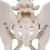 Squelette du bassin, masculin - 3B Smart Anatomy, 1000133 [A60], Modèles partie génitale et bassin (Small)