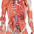 Modèle Anatomique Musculaire bisexué Deluxe, en 45 parties - 3B Smart Anatomy, 1013881 [B50], Modèles de musculatures (Small)