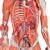Modele musuclaire feminin, en 23 parties - 3B Smart Anatomy, 1013882 [B51], Modèles de musculatures (Small)