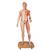 Modèle musculaire 3B Scientific® du corps humain bisexué, européen, en 39 parties - 3B Smart Anatomy, 1000209 [B53], Modèles de musculatures (Small)