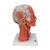 Musculature de la tête, en 5 parties - 3B Smart Anatomy, 1000214 [C05], Modèles de têtes (Small)