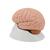 Modèle anatomique du cerveau en 4 parties - 3B Smart Anatomy, 1000224 [C16], Modèles de cerveaux (Small)