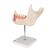 Hémi-mandibule, agrandie 3 fois, en 6 parties - 3B Smart Anatomy, 1000249 [D25], Modèles dentaires (Small)