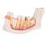 Hémi-mandibule, agrandie 3 fois, en 6 parties - 3B Smart Anatomy, 1000249 [D25], Modèles dentaires (Small)