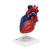 Modèle de cœur magnétique, taille naturelle, 5 pièces - 3B Smart Anatomy, 1010007 [G01/1], Modèles cœur et circulation (Small)