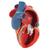 Modèle de cœur magnétique, taille naturelle, 5 pièces - 3B Smart Anatomy, 1010006 [G01], Modèles cœur et circulation (Small)