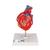 Cœur classique avec pontage, en 2 parties - 3B Smart Anatomy, 1017837 [G05], Éducation Santé du Coeur et Fitness (Small)