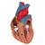 Cœur classique avec thymus, en 3 parties - 3B Smart Anatomy, 1000265 [G08/1], Modèles cœur et circulation (Small)