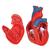 Cœur classique, en 2 parties - 3B Smart Anatomy, 1017800 [G08], Éducation Santé du Coeur et Fitness (Small)