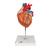 Modèle anatomique du cœur humain, agrandi 2 fois, en 4 parties - 3B Smart Anatomy, 1000268 [G12], Éducation Santé du Coeur et Fitness (Small)