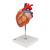Modèle anatomique du cœur humain, agrandi 2 fois, en 4 parties - 3B Smart Anatomy, 1000268 [G12], Éducation Santé du Coeur et Fitness (Small)