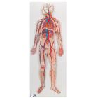 Circulation sanguine - 3B Smart Anatomy, 1000276 [G30], Modèles cœur et circulation