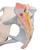 Bassin féminin avec ligaments, sectionné au niveau mi-sagittal à travers les organes des muscles du plancher pelvien, en quatre pièces - 3B Smart Anatomy, 1000287 [H20/3], Education à la santé Femme (Small)