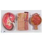 Coupe du rein, néphron, vaisseaux sanguins et corpuscules rénaux - 3B Smart Anatomy, 1000299 [K11], Modèles de systèmes urinaires