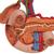Organes postérieurs de l'épigastre - 3B Smart Anatomy, 1000309 [K22/2], Modèles de systèmes urinaires (Small)