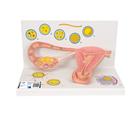 Stades de la fécondation et développement de l'embryon, agrandi 2 fois - 3B Smart Anatomy, 1000320 [L01], Homme