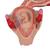 Modèle d'embryon à 2 mois - 3B Smart Anatomy, 1000323 [L10/2], Modèles de grossesse (Small)