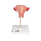 Modèle de fœtus à 3 mois - 3B Smart Anatomy, 1000324 [L10/3], Homme