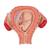 Modèle de fœtus à 3 mois - 3B Smart Anatomy, 1000324 [L10/3], Modèles de grossesse (Small)
