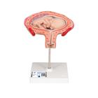 Fœtus, à 4 mois, décubitus ventral - 3B Smart Anatomy, 1018626 [L10/4], Homme