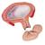 Fœtus, à 4 mois, décubitus ventral - 3B Smart Anatomy, 1018626 [L10/4], Modèles de grossesse (Small)