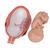 Fœtus, à 7 mois - 3B Smart Anatomy, 1000329 [L10/8], Modèles de grossesse (Small)
