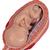 Série de grossesse 3B Scientific®, 
5 modèles - 3B Smart Anatomy, 1018633 [L11/9], Homme (Small)