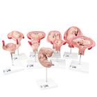 Série de grossesse de luxe 3B Scientific®, 9 Modèles - 3B Smart Anatomy, 1018628 [L11], Homme