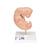 Embryon, agrandi 25 fois - 3B Smart Anatomy, 1014207 [L15], Modèles de grossesse (Small)