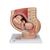 Bassin de grossesse, en 3 parties - 3B Smart Anatomy, 1000333 [L20], Homme (Small)
