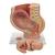 Bassin de grossesse, en 3 parties - 3B Smart Anatomy, 1000333 [L20], Homme (Small)