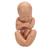 Bassin de grossesse, en 3 parties - 3B Smart Anatomy, 1000333 [L20], Modèles de grossesse (Small)