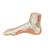 Pied Normal - 3B Smart Anatomy, 1000354 [M30], Modèles d'articulations (Small)