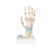 Modèle de squelette de la main avec ligaments et tunnel carpien - 3B Smart Anatomy, 1000357 [M33], Squelettes des membres supérieurs (Small)