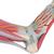 Modèle de squelette du pied avec ligaments et muscles - 3B Smart Anatomy, 1019421 [M34/1], Modèles de squelettes des membres inférieurs (Small)