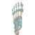Modèle de squelette du pied avec ligaments - 3B Smart Anatomy, 1000359 [M34], Modèles de squelettes des membres inférieurs (Small)