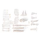 Squelette de lapin (Oryctolagus cuniculus var. domestica), non articulê, 1020986 [T30008U], Animaux