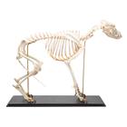 Squelette de chien (Canis lupus familiaris), taille L, modèle prêparê, 1020989 [T300091L], Animaux