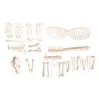 Squelette de chien  (Canis lupus familiaris), taille M, non articulê, 1020992 [T300091MU], Carnassiers (Carnivora)