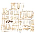 Squelette de bœuf (Bos taurus), avec cornes, non articulê, 1020976 [T300121wU], Bétail