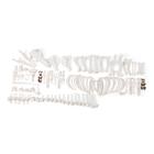 Squelette de porc (Sus scrofa domesticus), f, non articulê, 1020997 [T300131FU], Ostéologie