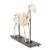 Squelette de cheval (Equus ferus caballus), femelle, modèle prêparê, 1021002 [T300141f], Bétail (Small)