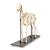 Squelette de cheval (Equus ferus caballus), mâle, modèle prêparê, 1021003 [T300141m], Bétail (Small)