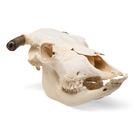 Crâne de bœuf (Bos taurus), avec cornes, prêparation en os naturels, 1020978 [T300151w], Artiodactyles (Artiodactyla)