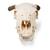 Crâne de bœuf (Bos taurus), avec cornes, prêparation en os naturels, 1020978 [T300151w], Bétail (Small)