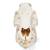 Crâne de porc (Sus scrofa domesticus), mâle, modèle prêparê, 1021001 [T300161m], Bétail (Small)