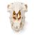 Crâne de mouton (Ovis aries), femelle, modèle prêparê, 1021028 [T300181f], Artiodactyles (Artiodactyla) (Small)