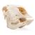Crâne de mouton (Ovis aries), mâle, modèle prêparê, 1021029 [T300181m], Bétail (Small)