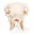 Crâne de mouton (Ovis aries), mâle, modèle prêparê, 1021029 [T300181m], Bétail (Small)