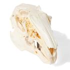 Crâne de lapin (Oryctolagus cuniculus var. domestica), modèle prêparê, 1020987 [T300191], Animaux